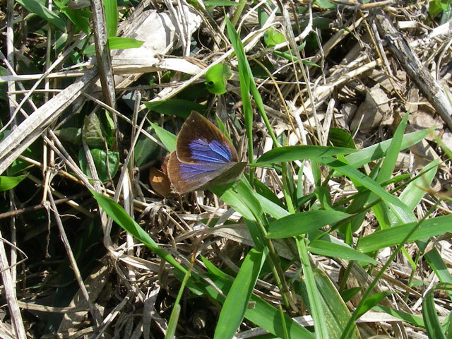 ムラサキシジミ